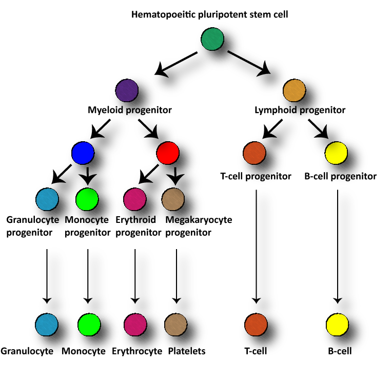 Hematology | Clinical Laboratory Science Resource