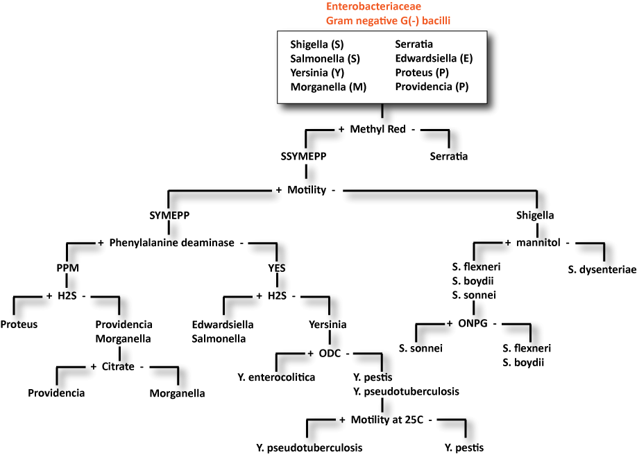 gram negative rod uti