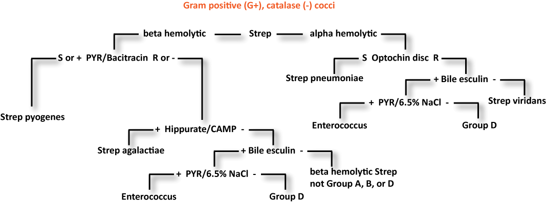lactose positive gram negative rods